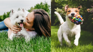 Estudio revela que gastar en regalos para los perritos te hace más feliz