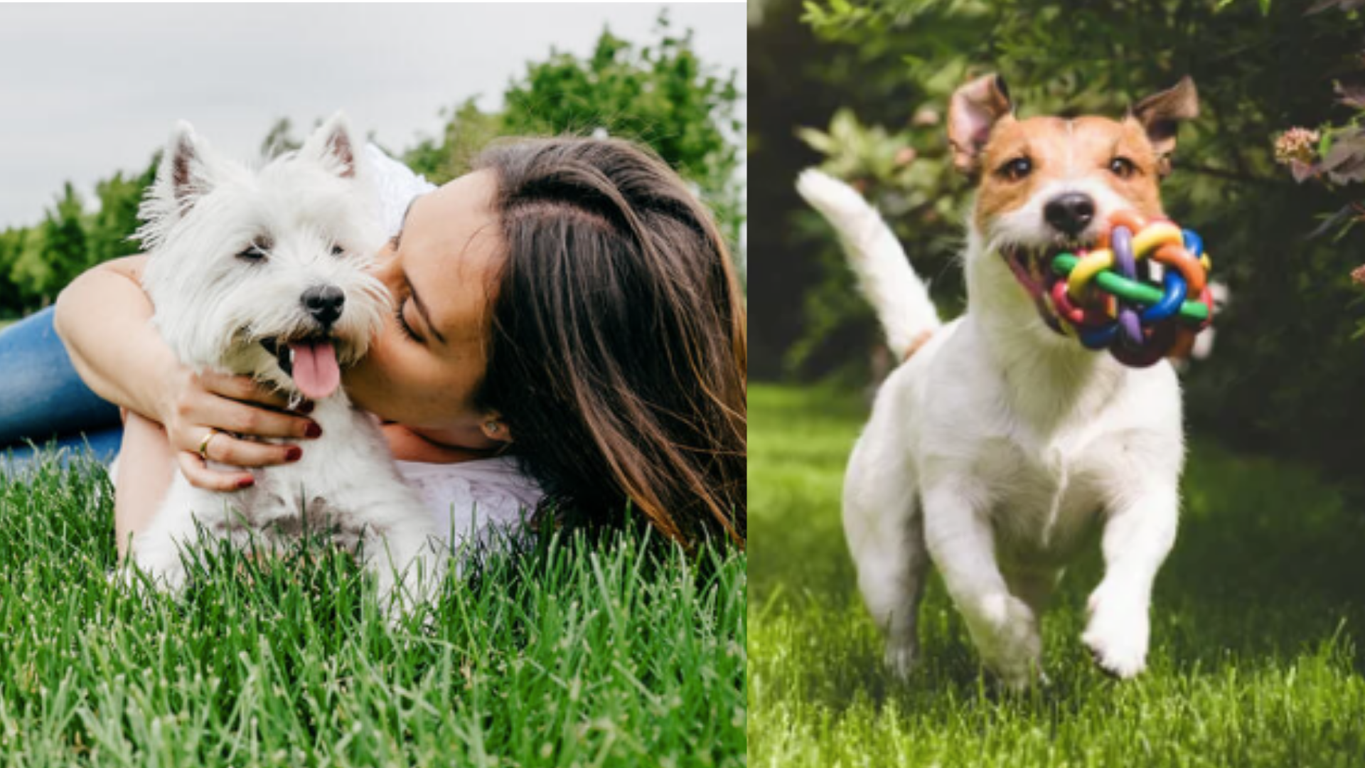 Estudio revela que gastar en regalos para los perritos te hace más feliz