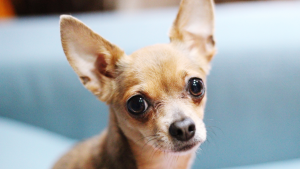 Tierna perrita acompaña a su dueño taxista y cobra a los pasajeros