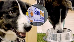 Zaskya será la agente de SimiPet