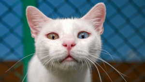 Día Internacional del Gato