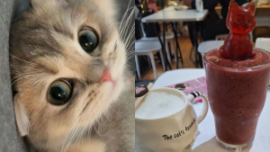 cafeterías temáticas de gatos