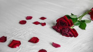 Romantic Red Rose Bouquet with Ribbon and Petals on White Fabric