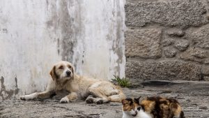 Dog and Cat