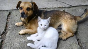 Loving dog and cat.